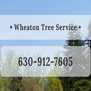 Wheaton Tree Removal
